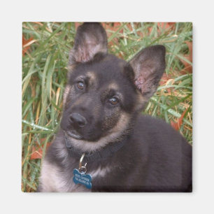 Adorable Magnets de chiot