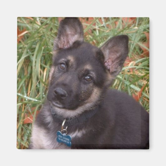 Adorable Magnets de chiot (Devant)
