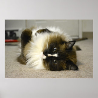 Adorable Manx Ragdoll Poster de chat