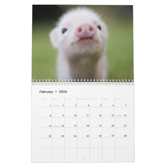 Adorable Petits Piglets dans un calendrier Casquet (Feb 2026)