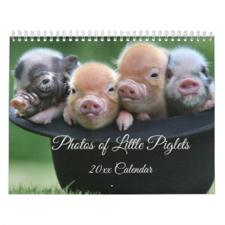 Adorable Petits Piglets dans un calendrier Casquet