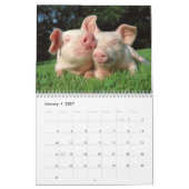 Adorable Petits Piglets dans un calendrier Casquet (Jan 2027)