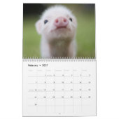 Adorable Petits Piglets dans un calendrier Casquet (Feb 2027)