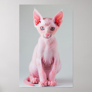 Adorable Poster de chat Sphynx Rose