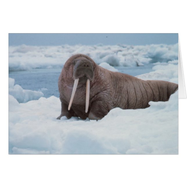 Adorable Walrus (Devant horizontal)