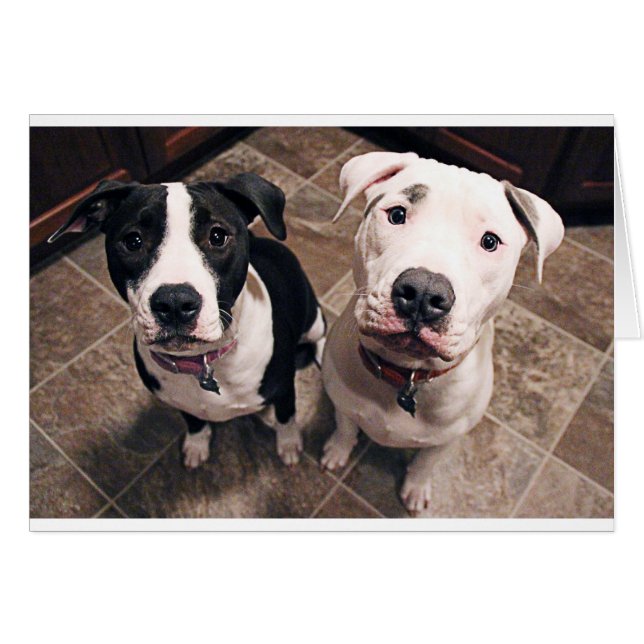 adorables chiots pitbull chiens (Devant horizontal)