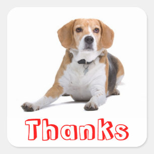 Adorables Stickers de Remerciement Chien Beagle
