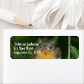 Adres baby Oriole Fledgling Bird Etiket (Insitu)