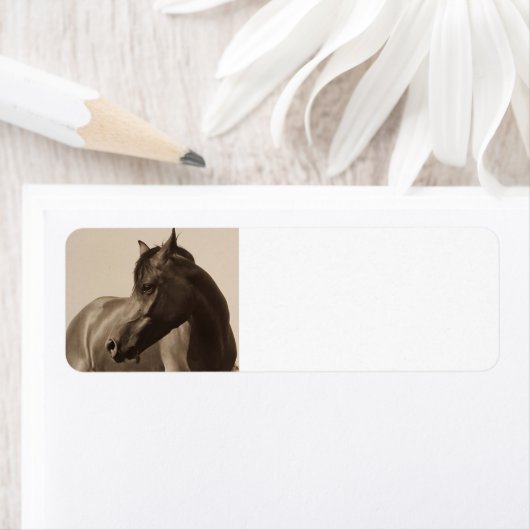 Adresetiketten van Arabische paarden Etiket (Insitu)