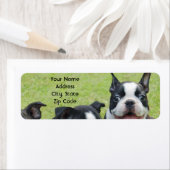 Adresetiketten van de Boston Terrier Etiket (Insitu)