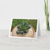 Adromischus Cristatus, Crinkle Leaf Succulent Kaart (Voorkant)