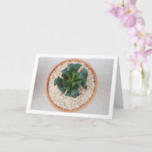 Adromischus Cristatus, Crinkle Leaf Succulent Kaart