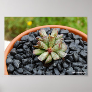 Adromischus, Vette Plant Poster