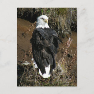 Adult Bald Eagle op Ballyhoo Mountain Briefkaart