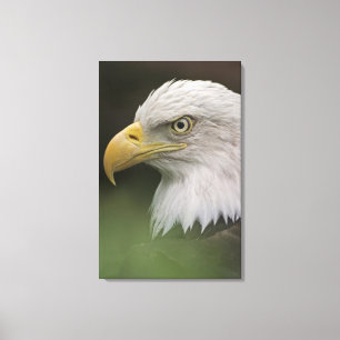 Adult Bald Eagle Portrait, Haliaeetus Canvas Afdruk