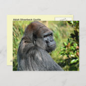 Adult Gorilla Briefkaart (Voorkant / Achterkant)