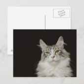 Adult Maine Coon Cat Briefkaart (Voorkant / Achterkant)