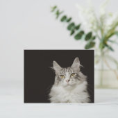 Adult Maine Coon Cat Briefkaart (Staand voorkant)