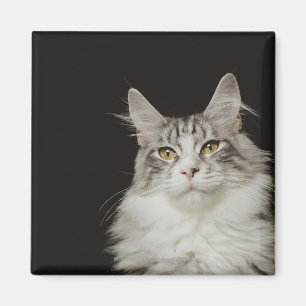 Adult Maine Coon Cat Magneet