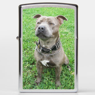 Adult Staffordshire Bull Terrier, Zippo Lighter