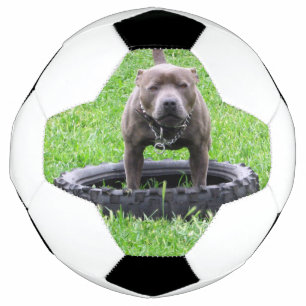 Adulte Homme Staffordshire Terrier Prêt À Jouer,
