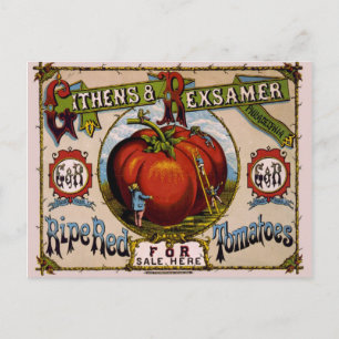  advertentie Ripe rode tomaten Briefkaart