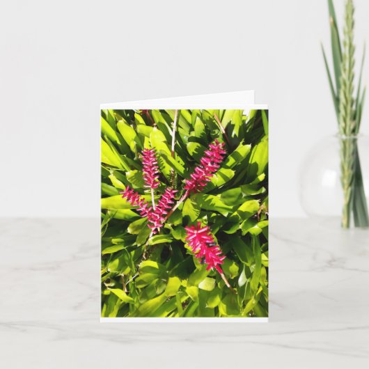 Aechmea Bromeliad Foto gevouwen Note Kaart (Voorkant)