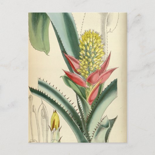 Aechmea mertensii (= mucroniflora) briefkaart (Voorkant)