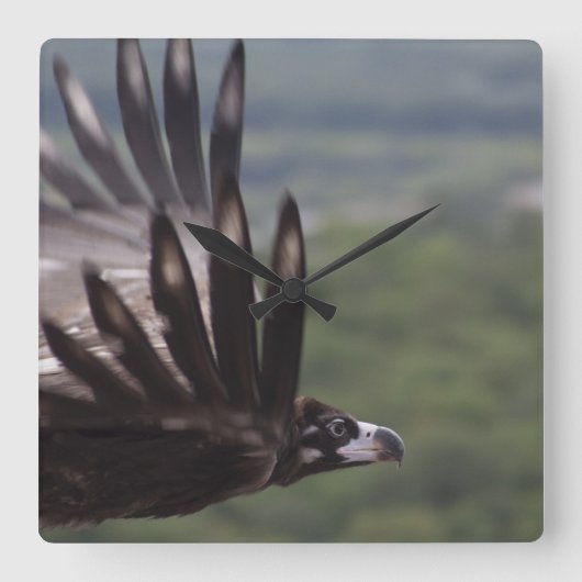 Aegypius monachus vierkante klok (Voorkant)