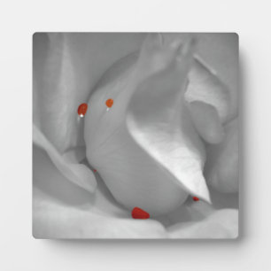 Aeolian Waterverf Plaque Fotoplaat