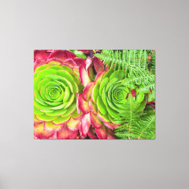 Aeonium Canvas Afdruk