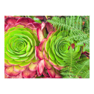 Aeonium Foto Afdruk