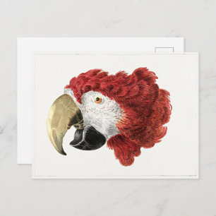 Aert Schouman schilderij, hoofd van een Macaw Briefkaart