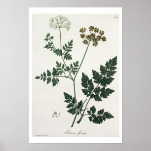 Aethusa Cynapium uit 'Phytographie Medicale' door Poster