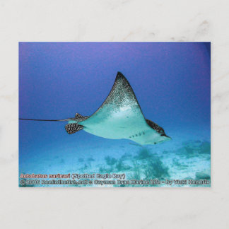 Aetobatus narinari (Spotted Eagle Ray) Briefkaart