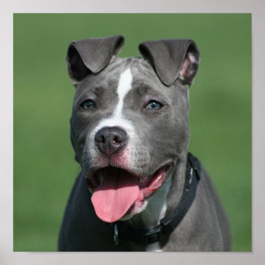 Afbeelding Blauwe Pitbull Puppy Poster (Voorkant)