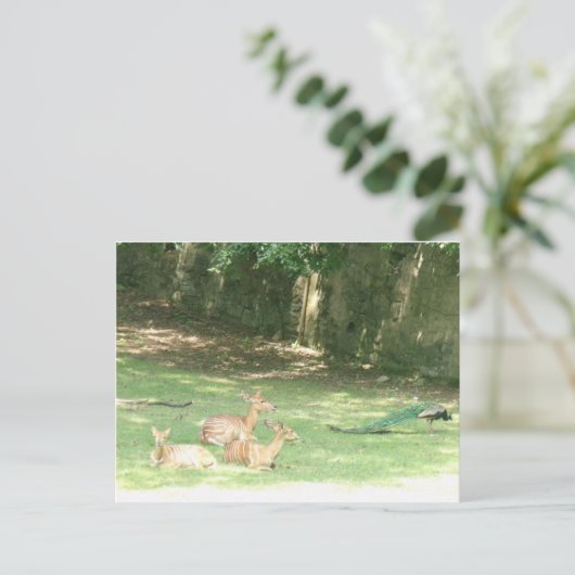 Afbeelding Bronx Zoo Briefkaart (Staand voorkant)