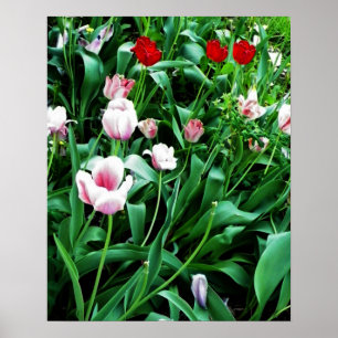 Afbeelding met rode en roze tulpen poster
