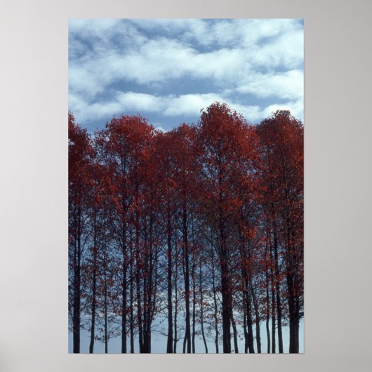 Afbeelding met zandbomen poster (Voorkant)