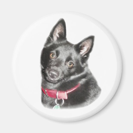Afbeelding Schipperke Magneet (Voorkant)