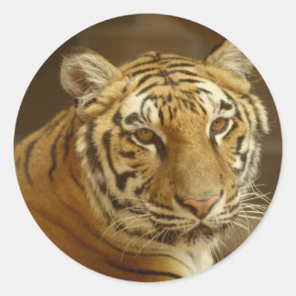 Afbeelding Tiger Ronde Sticker