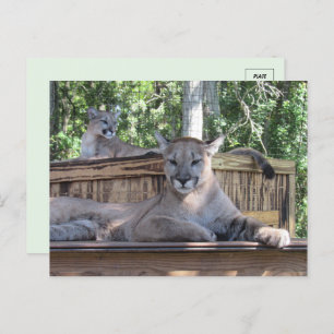 Afbeelding van 11 maanden oud Cougar Cubs Briefkaa Briefkaart