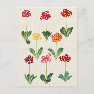  afbeelding van botanische primrose briefkaart