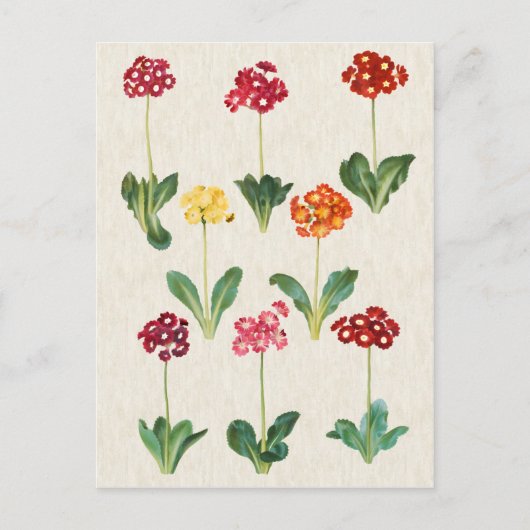 afbeelding van botanische primrose briefkaart (Voorkant)