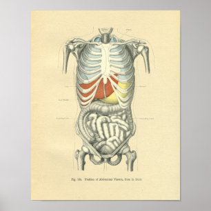 Afbeelding van de anatomische romp Poster