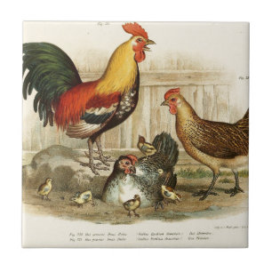 afbeelding van de Chicken-familie Tegeltje