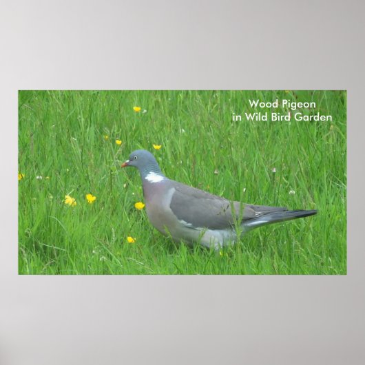 Afbeelding van de duif voor poster (Voorkant)