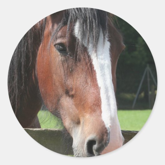 Afbeelding van een kwart paard Sticker (Voorkant)
