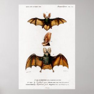 afbeelding van een Plecotus Poster