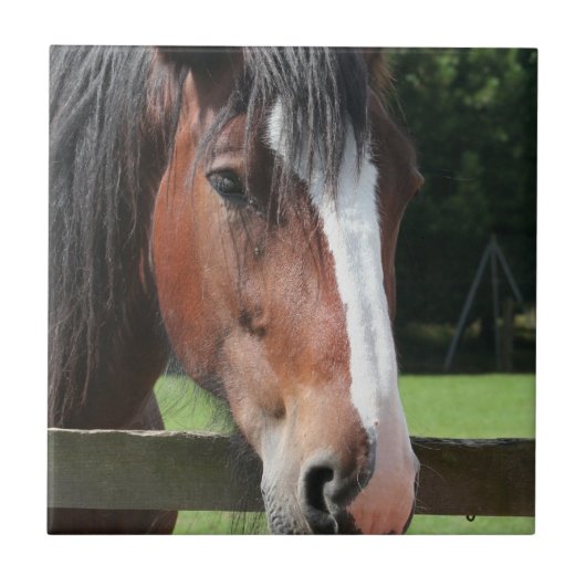 Afbeelding van een Quarter Horse Tile of Trivet Tegeltje (Voorkant)